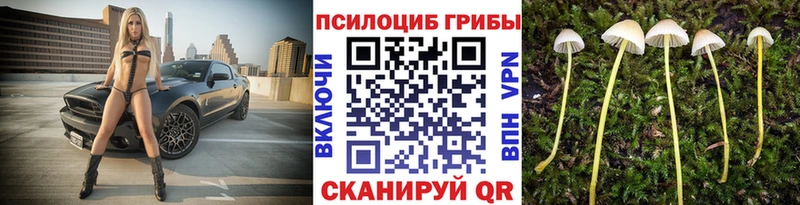 Купить  Алушта  Псилоцибиновые грибы Psilocybine cubensis 